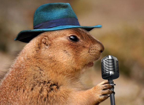 无线麦克风申请韩国kc认证 亿联检测prairie-dog-1470659_1920.jpg